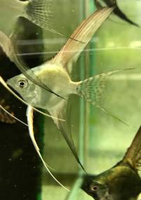 Pterophyllum scalare &quot;Silver Pinoy Veiltail&quot;